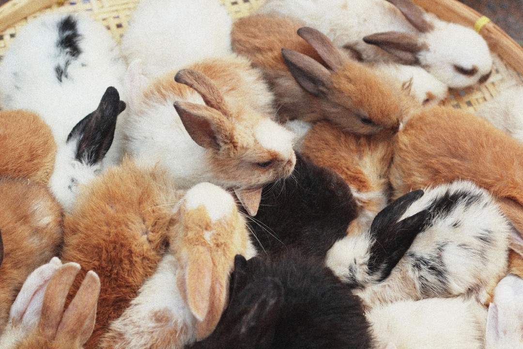 Meet New Faces! THE WHITE RABBIT TEAM